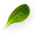 a plant leaf